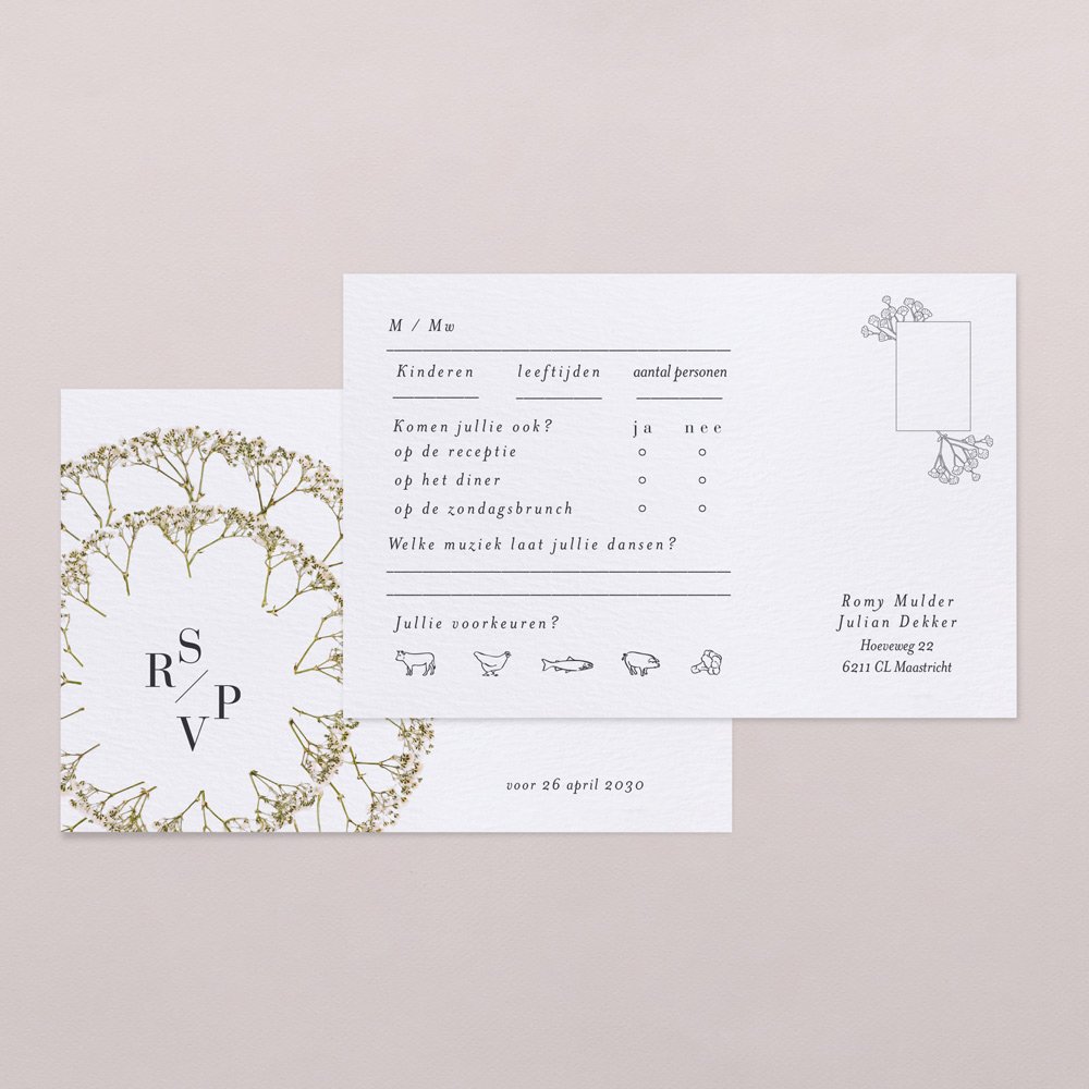 Gypsophila