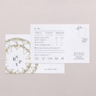 Gypsophila